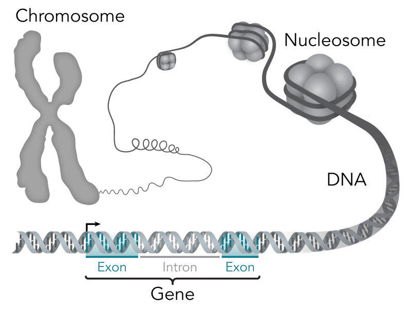 Diagram illustrating chromosome structure, chromatin folding, and the DNA double helix mapped by the AlphaGenome Atlas