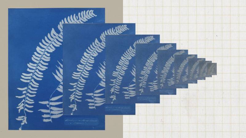 The exact research article illustration uses repeated botanical prints to explain information copying.