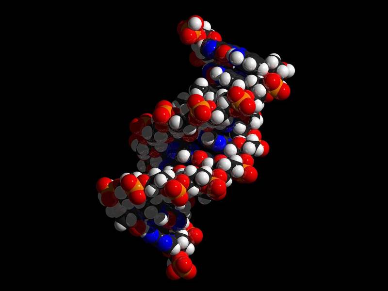 Three-dimensional space-filling model of the DNA double helix illustrating nucleotide base pair contacts evaluated by genomic foundation models.
